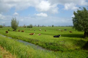 Cycling The Netherlands